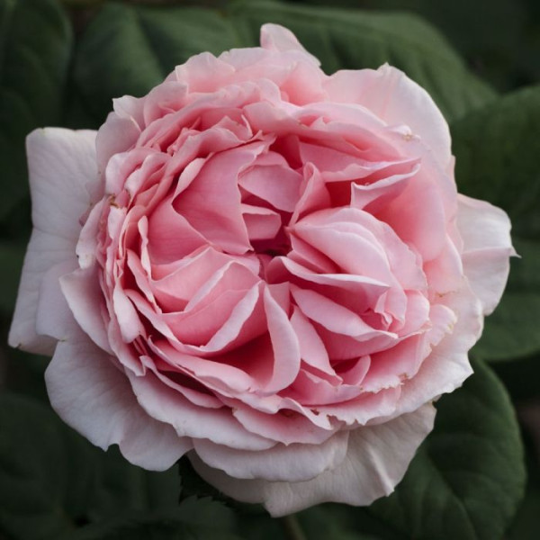 DONATELLA® Meikerira